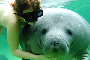 Reef relaxation ... a cuddly manatee.