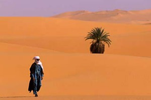 Well-trodden route ... walking in the dunes of the Libyan Sahara.