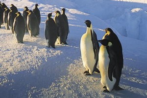 Emperor Penguins, Antarctica.