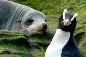 A pair of erect-crested penguins and a fur seal on the Antipodes Islands.