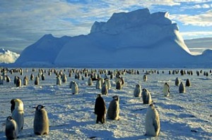 Lucky dip ... an emperor penguin rookery on the Weddell Sea.