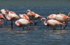 A flock of flamingos are seen wading in Laguna Colorada located within the Eduardo Abaroa Andean National Fauna Reserve.