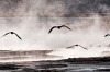 Seagulls fly over thermal water near the small village of Agua Brava, more than 4000 meters above sea level, in the ...