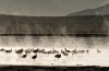 A flock of James's flamingos (phoenicoparrus jamesi) are seen wading in thermal waters.