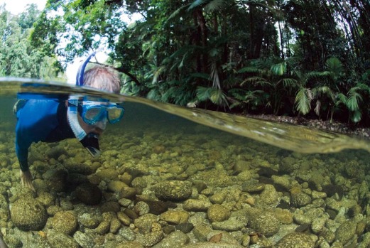 Drift-snorkel in a rainforest. Mossman River, far north Queensland.