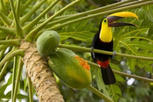 A keel-billed toucan.