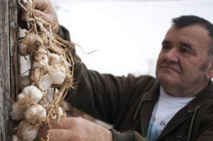 A Serbian villager hangs a garlic braid, used as vampire repellant, on a window on December 3, 2012 in the western ...