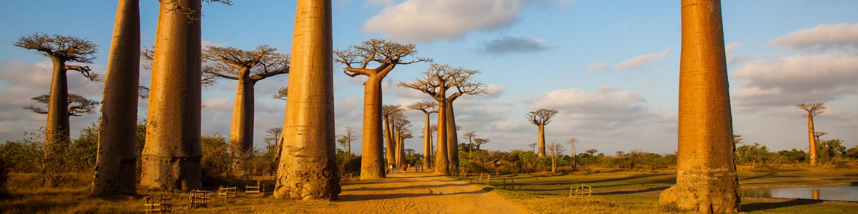 Africa Balboa trees