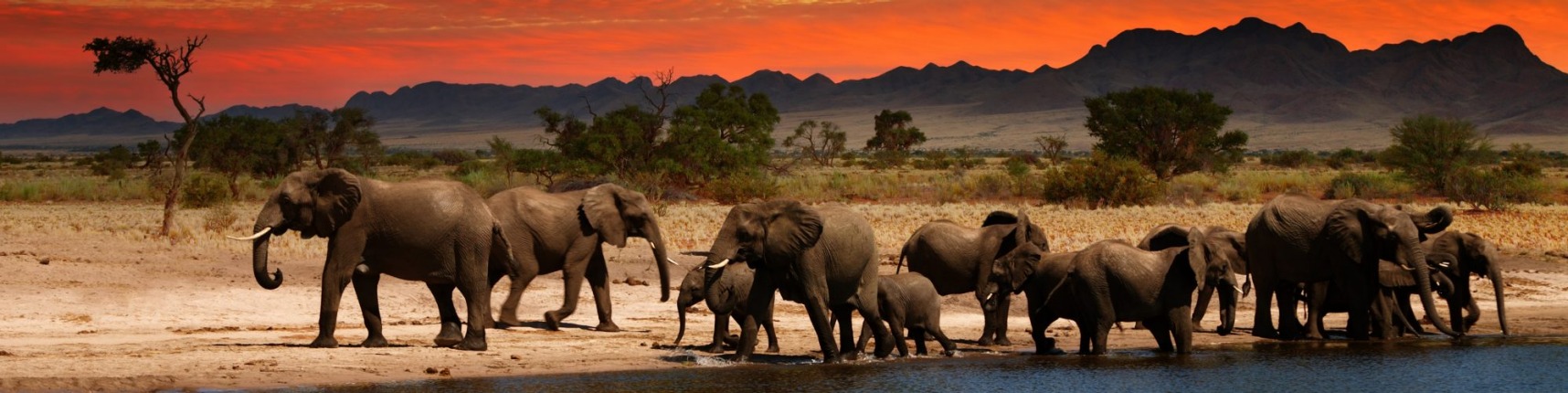 africa elephants
