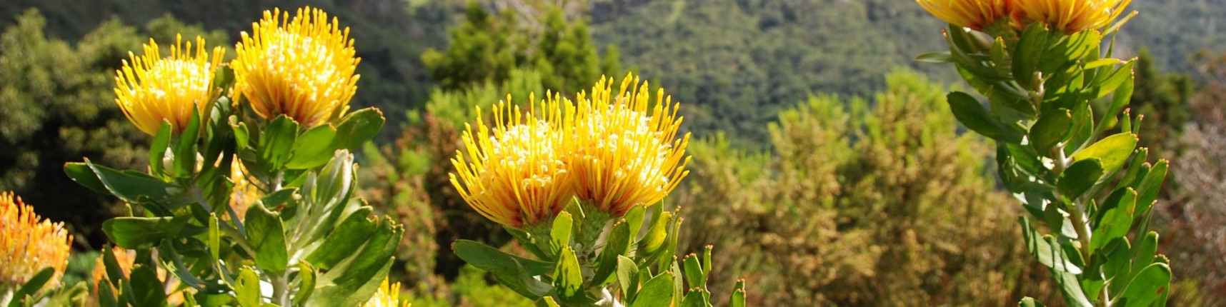 South Africa, native flora