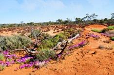 Golden Outback Western Australia