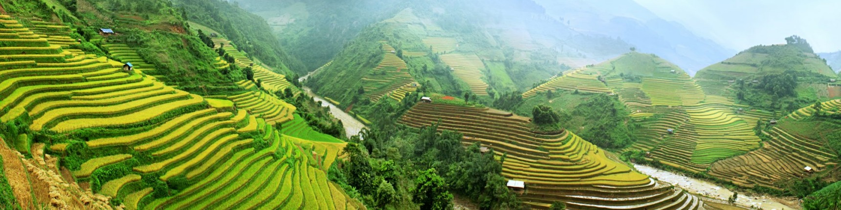 southeast asia rice fields