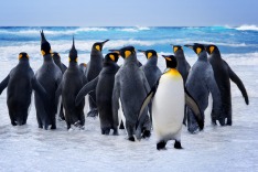 Falkland Islands, penguins, coast