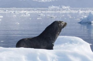 antarctic fur seal
