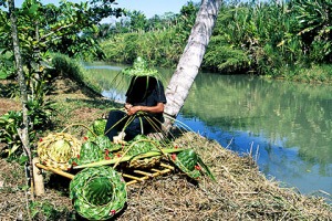 Nature at work ... making hats beside the Tortuguero Canal.