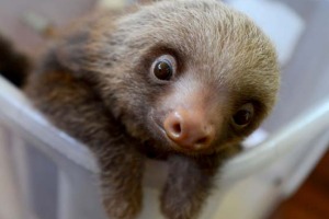 A baby Hoffmann's two-toed sloth (Choloepus hoffmanni) at the Sloth Sanctuary in Penshurt.