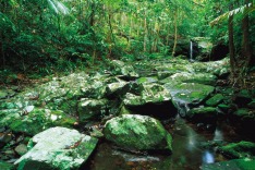 Daintree rainforest: warmer weather will wipe out many species.