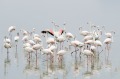 Flamingos at Strandfontein Sewage Works, the best birding spot in Cape Town.