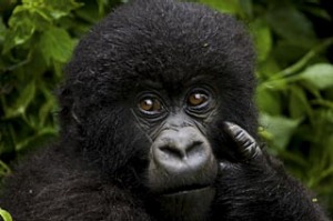 Portrait of a juvenile mountain gorilla, Volcanoes National