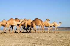 Camels march through the desert.