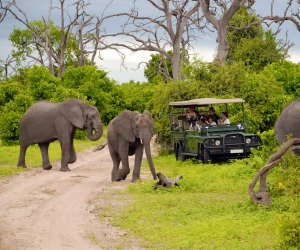 South Africa, elephant safari