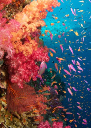 Tropical underwater reef, Fiji.