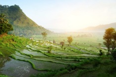 Bali, rice paddies