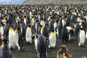 King penguins stretch as far as the eye can see at Gold Harbour.