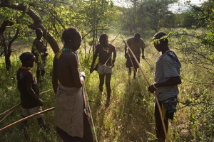 Hadza hunters with bows and arrows tracking game.