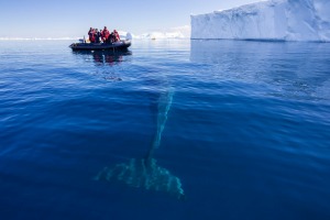 A young minke whale investigates a group of whale watchers exploring Curtis Bay within the Antarctic Peninsula.