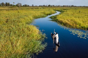 The Okavango River spreads over the delta and transforms the parched landscape into a luminous tapestry of greens and ...