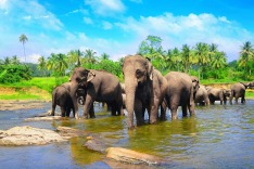 Sri Lanka, elephants