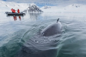 A curious Antarctic minke whale (Balaenoptera bonaerensis) approaches the Zodiac in Neko Harbour, Antarctica.