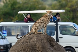 Cheetah are among some of the wildlife you can spot at Masai Mara National Park in Kenya.