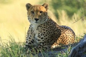 Hwange National Park in Zimbabwe's far west is home to the big five as well as an elusive number of cheetah.