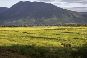 If Mana Pools were in any other southern African country, it would boast the world-wide kudos of Kenya's Masai Mara ...