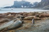 Gentoo penguin standing near elephant seals on Livingston Island, Hannah point.