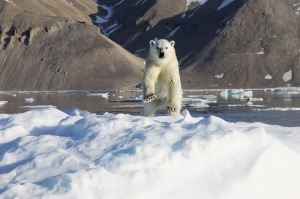 Polar bear sightings are a highlight on a Hurtigruten Arctic cruise.