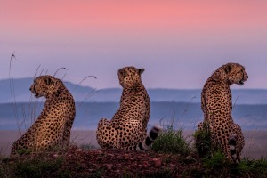 Cheetahs are effortlessly cool.