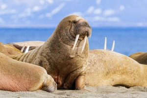 Walruses hauled ashore on the Poolepynten peninsula on Prins Karls Forland island in the Svalbard archipelago.