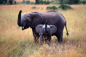 Come face to face with an elephant in Zimbabwe.