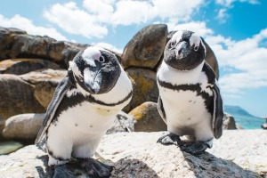 Members of Boulders' penguin colony.