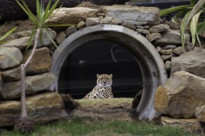 Akiki, one of the zoo's two cheetahs.