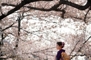 Generally, the cherry blossom (sakura) season starts in southern Japan and runs up to Hokkaido into the north, so if ...