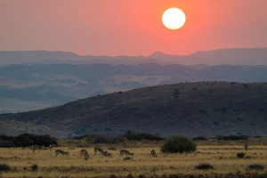 Antelopes at sunset.