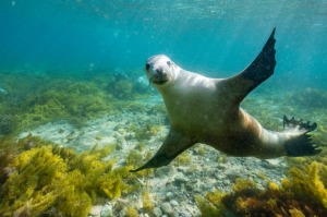 Meet the seals of Port Lincoln with a flight from Sydney, Melbourne or Brisbane.