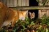 'Family Outing': Thomas Cawdron

"A family of foxes were regularly passing through my garden
using a gap in my fence as ...