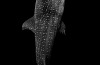 'European Whale Sharks': Nuno Vasco Rodrigues

"A whale shark ascends from the ocean depths in Santa Maria Island, ...