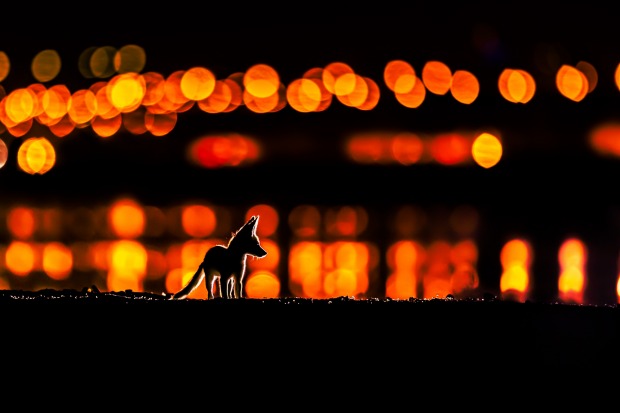 'The Fox of Arabia': Mohammad Murad

"Arabian Red Foxes usually breed in the desert far away
from humans. This is a ...