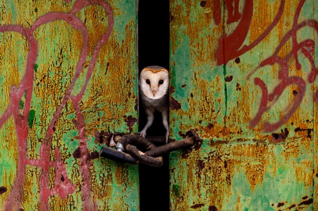 'The Door': Jose Luis Ruiz Jimenez

"A barn owl peeks out the door of an old abandoned
house."